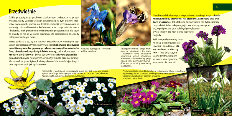 Broszura o dzikich pszczołach - wybrane strony